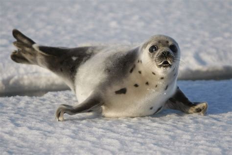 Harp Seals: Characteristics, habitats, reproduction and more. | Cute ...