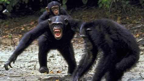 In Chimpanzee Sexual Selection, Nice Guys Finish Last | Science Times