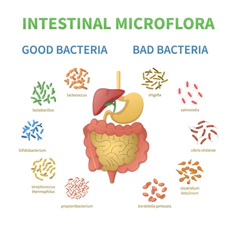 Intestinal Microflora Cartoon Set 7681190 Vector Art at Vecteezy