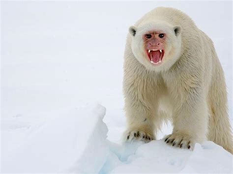 Polar Bear/Monkey hybrid. : r/HybridAnimals