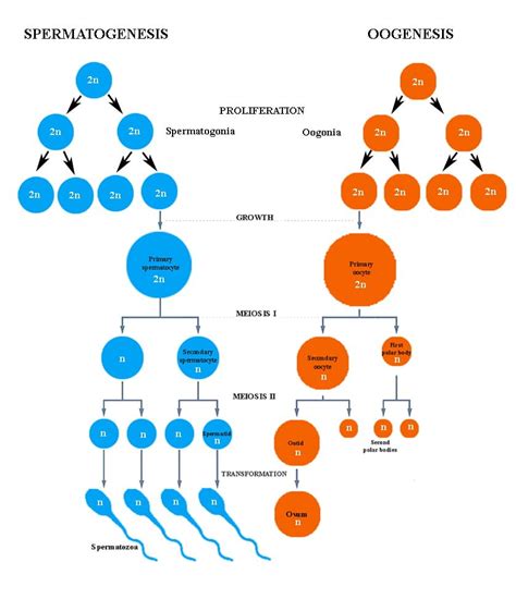 Comparison between spermatogenesis and oogenesis