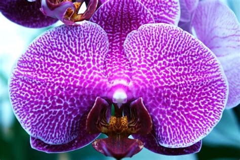 Phalaenopsis hybrids display some of the most vivid patterns & colors of the orchid family ...