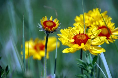 Terry Willard – Gaillardia Flower Essence