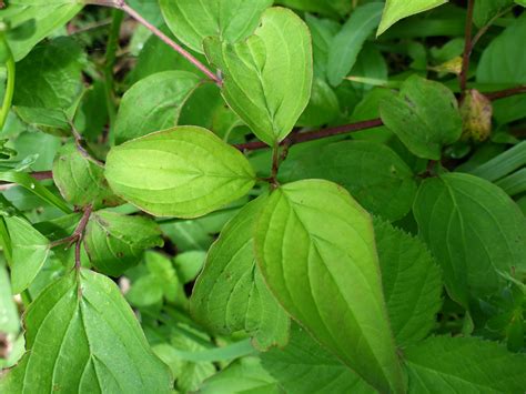 Photographs of Cornus Sanguinea, UK Wildflowers; Leaves