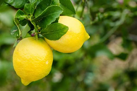 Limoni di Sorrento - Sorrento Lemons | Italians Do It Better