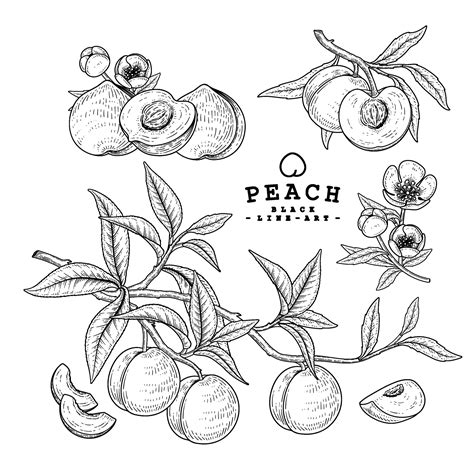 Vector Sketch peach fruit Hand Drawn Botanical decorative set 2013538 Vector Art at Vecteezy