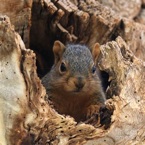 Baby fox squirrel Photograph by Lori Tordsen - Pixels