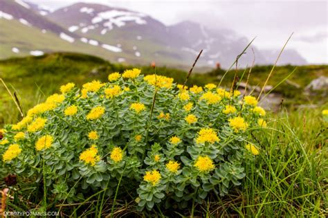 7 Benefits of Rhodiola Rosea + How To Use It