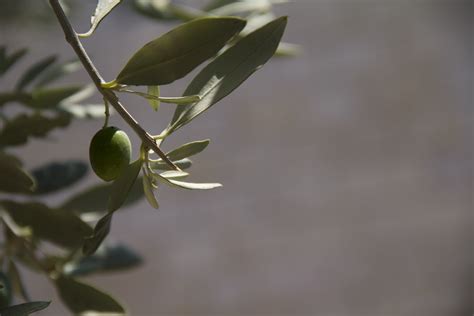 The Significance of the Olive Tree in the Bible: - Treg Spicer