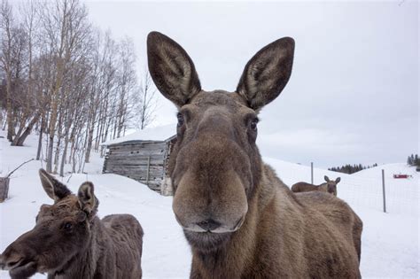 Introducing Moose Poop Art and the Delightfully Practical Woman Who Creates It