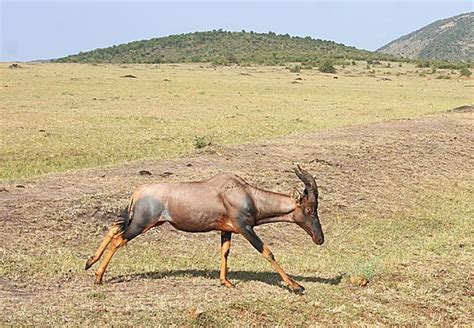 Running Topi Antelope photo, Masai Mara Kenya Africa