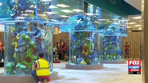 Fish arrive at Scheels aquarium in Wichita