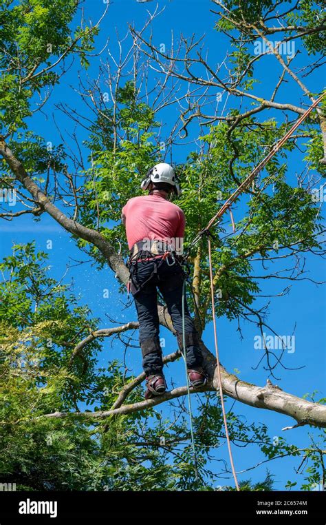 A Tree Surgeon or Arborist uses safety equipment to work up a tree Stock Photo - Alamy