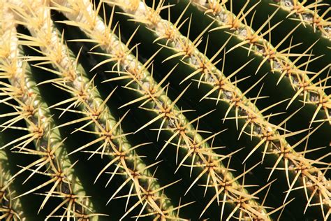 Cactus 4k Ultra HD Wallpaper | Achtergrond | 3900x2600 | ID:658632 ...