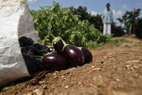 Top Brinjal Varieties In India | Different Types of Brinjal • India Gardening