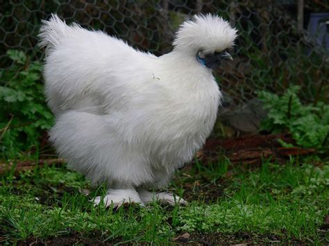 Cannundrums: Silkie