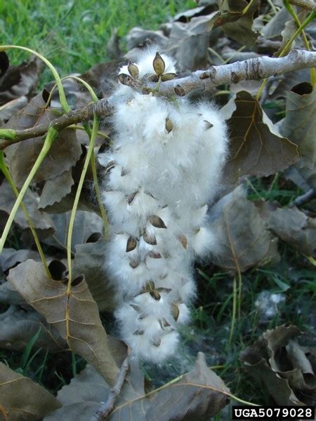 Fluff In The Air | Outside My Window