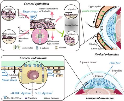 Corneal Epithelium Layers