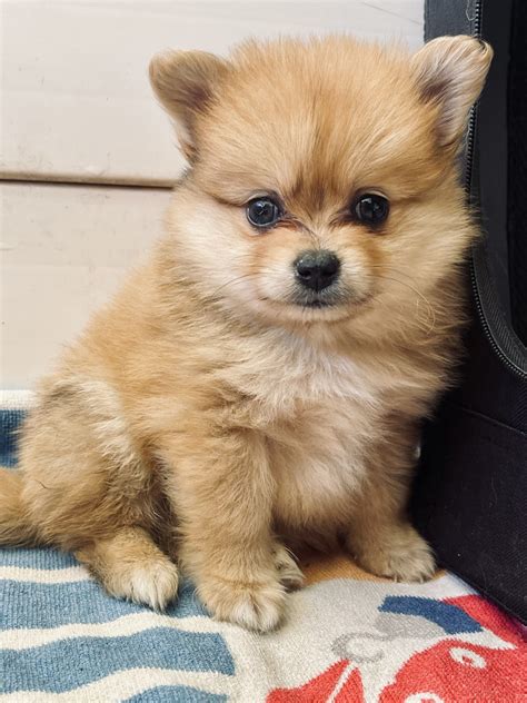 Pomeranian - Jimboomba QLD - PetsForHomes