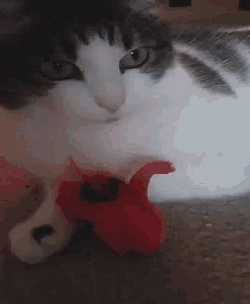 Bored Cat GIF - Bored Cat Kitty - Discover & Share GIFs