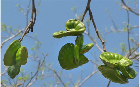 Cocobolo Tree Farm | Guanacaste