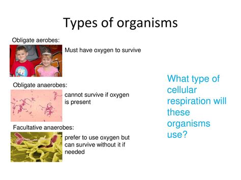 Cellular Respiration. - ppt download