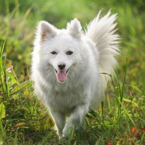 Indian Spitz Dog Breed