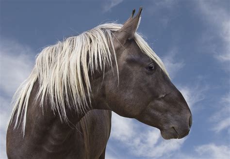 Rocky Mountain Horse Breed Profile: History, Facts, Stats & More