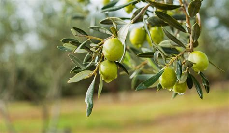 Olive Tree: How to Grow and Maintain Tips