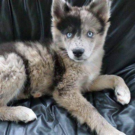 Australian Shepherd Husky Mix Puppies | PETSIDI