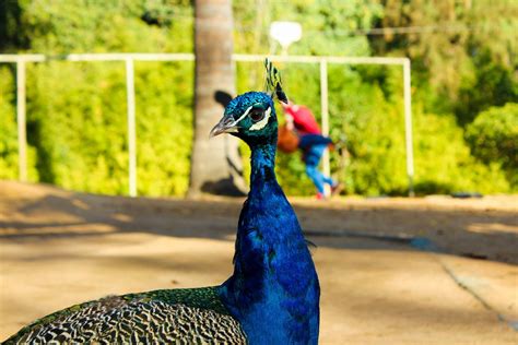 Barcelona Zoo a must see place for kids