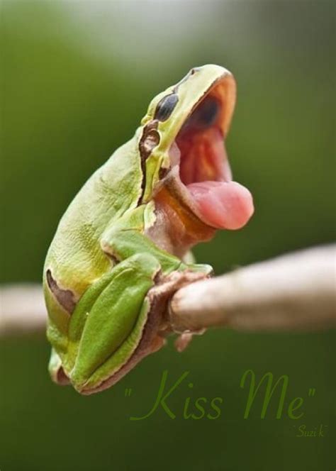 Kiss Me!!!. | Frog, Funny frogs, Cute frogs