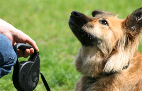 Effective Tips For Training A Dog | Dog Training
