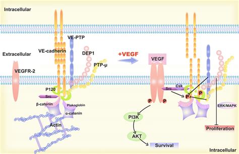 Frontiers | Molecular mechanism of VE-cadherin in regulating endothelial cell behaviour during ...