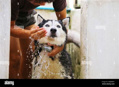 Siberian husky bathing with owner. Dog washing Stock Photo - Alamy