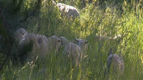 ASI Completes Secure Sheep & Wool Supply Plan - AG INFORMATION NETWORK OF THE WEST