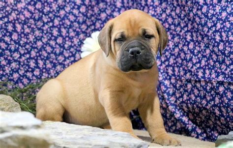 Bullmastiff Puppies For Sale | Puppy Adoption | Keystone Puppies