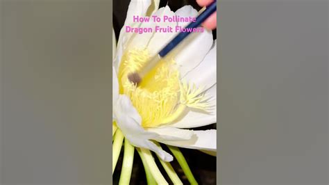 How to hand pollinate dragon fruit flowers - YouTube