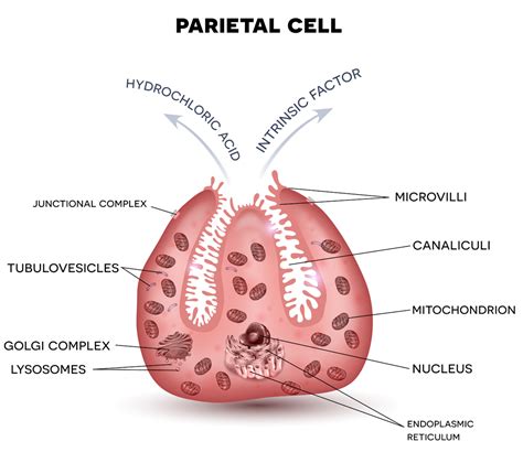 How Does The Human Digestive System Work? » ScienceABC