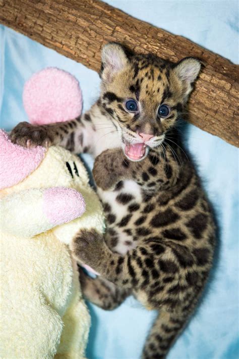 Houston's rare clouded leopard cubs can't get any cuter