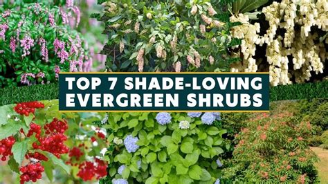 Top 7 Beautiful Shade-Loving Evergreen Shrubs 🍃🌿 - YouTube