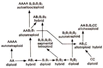 Euploidy Assignment Help Homework Help Online Biology Live Tutoring Help