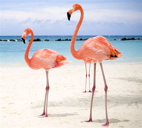 Why are Flamingos Pink? - Perry Ponders