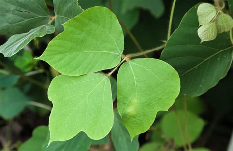 Kudzu vs. Poison Ivy: Are They the Same Plant? - A-Z Animals