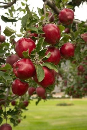 Red Delicious Apple Trees For Sale | The Tree Center