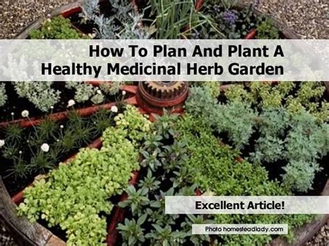 How To Plan And Plant A Healthy Medicinal Herb Garden