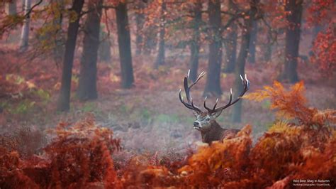 HD wallpaper: Red Deer Stag in Autumn, Fall | Wallpaper Flare