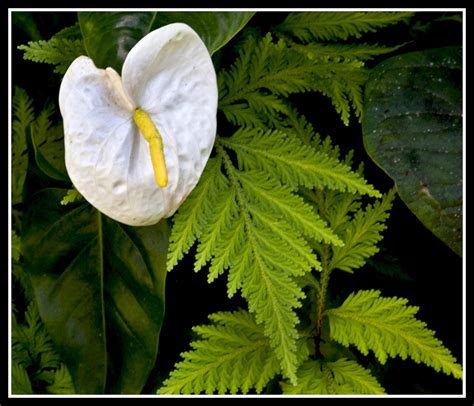 Cairns Botanical Gardens-06& | Cairns Botanical Gardens | Flickr