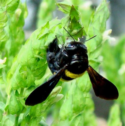 Environmental Rehabilitation and Indigenous Landscape Design: South African Bees