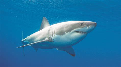 The 2nd Biggest Catcher Of Sharks, India Is Driving This Majestic Animal To Extinction